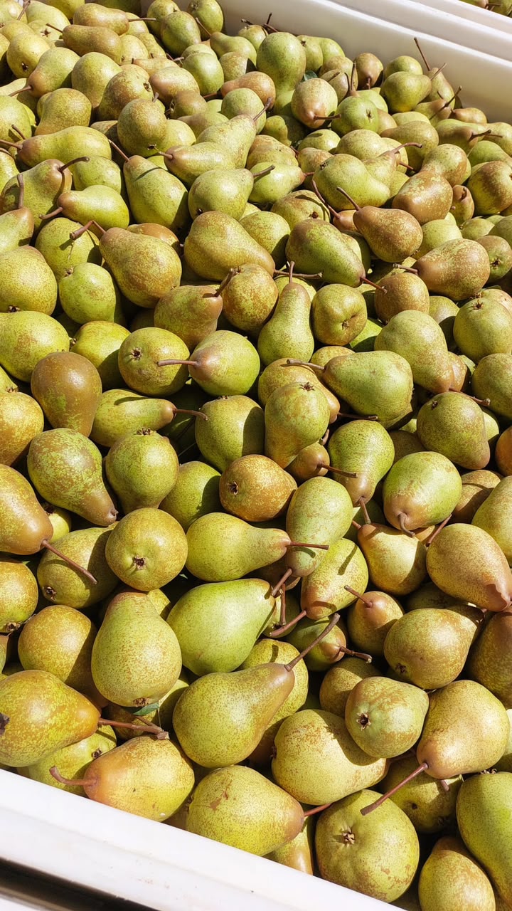 لقطة قريبة للكمثرى